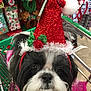 Ella Rose is registered to the contest to win money with this photo: carnivoran, christmas, companion_dog, dog, dog_breed, dog_like_mammal, havanese, holiday, puppy, schnoodle, shih_tzu, snout, vertebrate