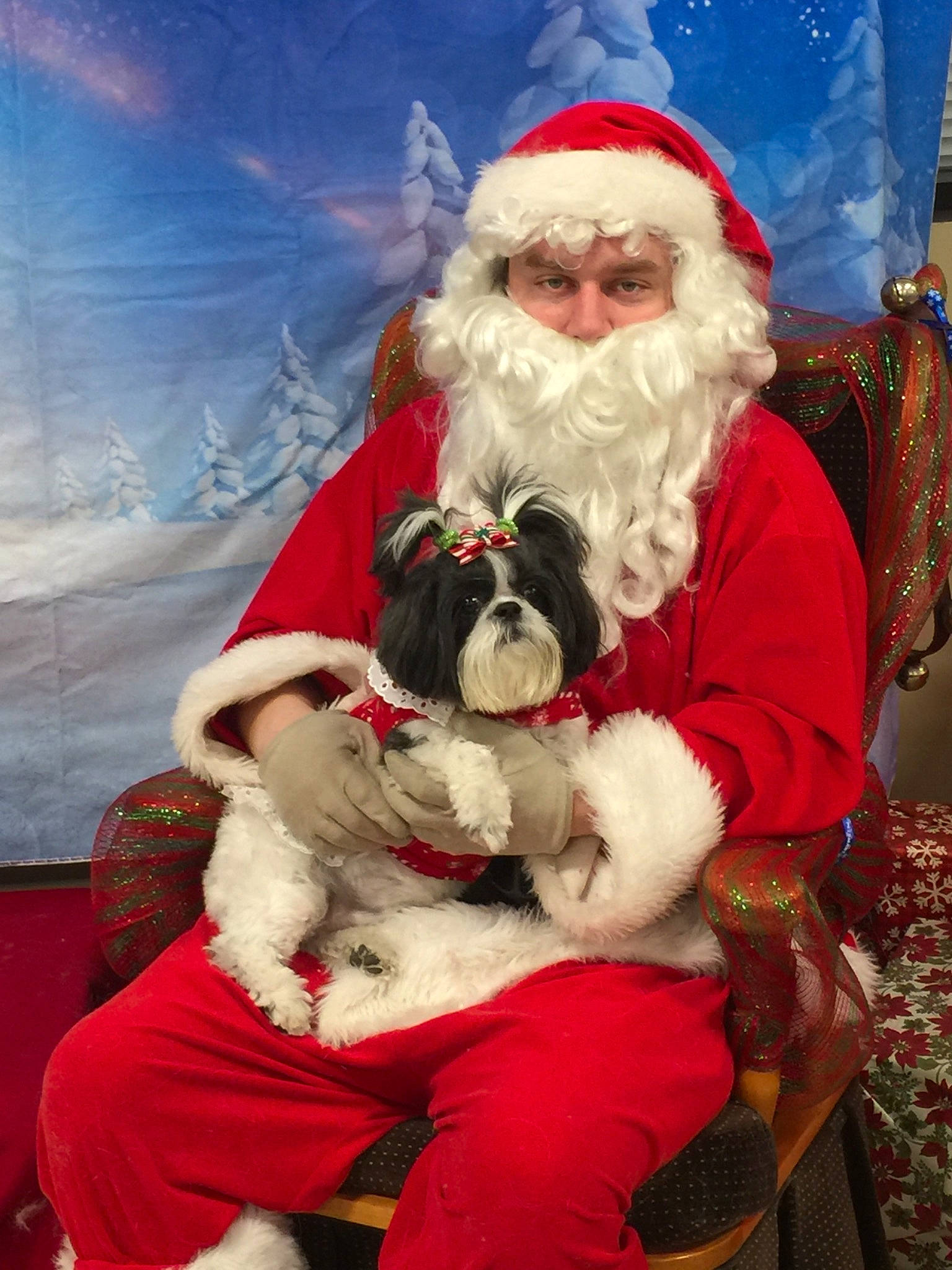 Ella Rose is registered to the contest to win money with this photo: christmas, christmas_decoration, dog_like_mammal, fictional_character, fun, headwear, holiday, lap, person, santa_claus, snout