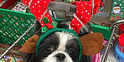 Ella Rose joined the competition — help win amazing prizes! carnivoran, christmas, companion_dog, dog, dog_breed, dog_like_mammal, holiday, puppy, shih_tzu, snout, vertebrate