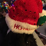 Phillip is registered to the contest to win money with this photo: christmas, christmas_decoration, christmas_ornament, holiday