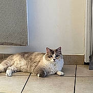 Yumi a rejoint le concours — aidez-le/la à gagner de superbes lots ! cat, fluffy, indoor, floor, tile, radiator, curtain, pet, animal, relaxed, lying_down, feline, domestic, home, cute, whiskers, ears, paws, resting, looking