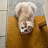 Yumi participe au concours pour gagner de l'argent avec cette photo : cat, animal, pet, feline, indoor, floor, rug, yellow_rug, gray_rug, curious, looking_up, whiskers, ears, wooden_leg, tile_floor, domestic, cute, fluffy, sitting, cozy