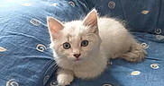 Yumi a rejoint le concours — aidez-le/la à gagner de superbes lots ! animal, blue_couch, cat, cozy, curious, cute, domestic_cat, feline, furniture, home, indoor, kitten, patterned_couch, pet, relaxed, resting, small_animal, soft_fur, white_cat, young_cat