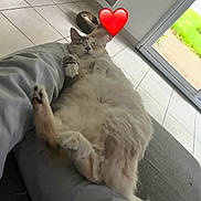Yumi participe au concours pour gagner de l'argent avec cette photo : casual, cat, comfort, cozy, daylight, fluffy, heart_emoji, home, indoor, lap, paws, person, pet, relaxed, resting, sleeping, sofa, tile_floor, white_cat, window