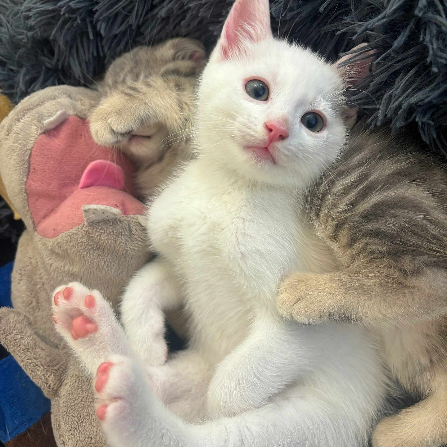 Ti Cœur a rejoint le concours — aidez-le/la à gagner de superbes lots ! abyssinian, angora, animal, blanket, cat, couch, doll, furniture, kitten, manx, person, pet, plush, siamese, sleeping, toy