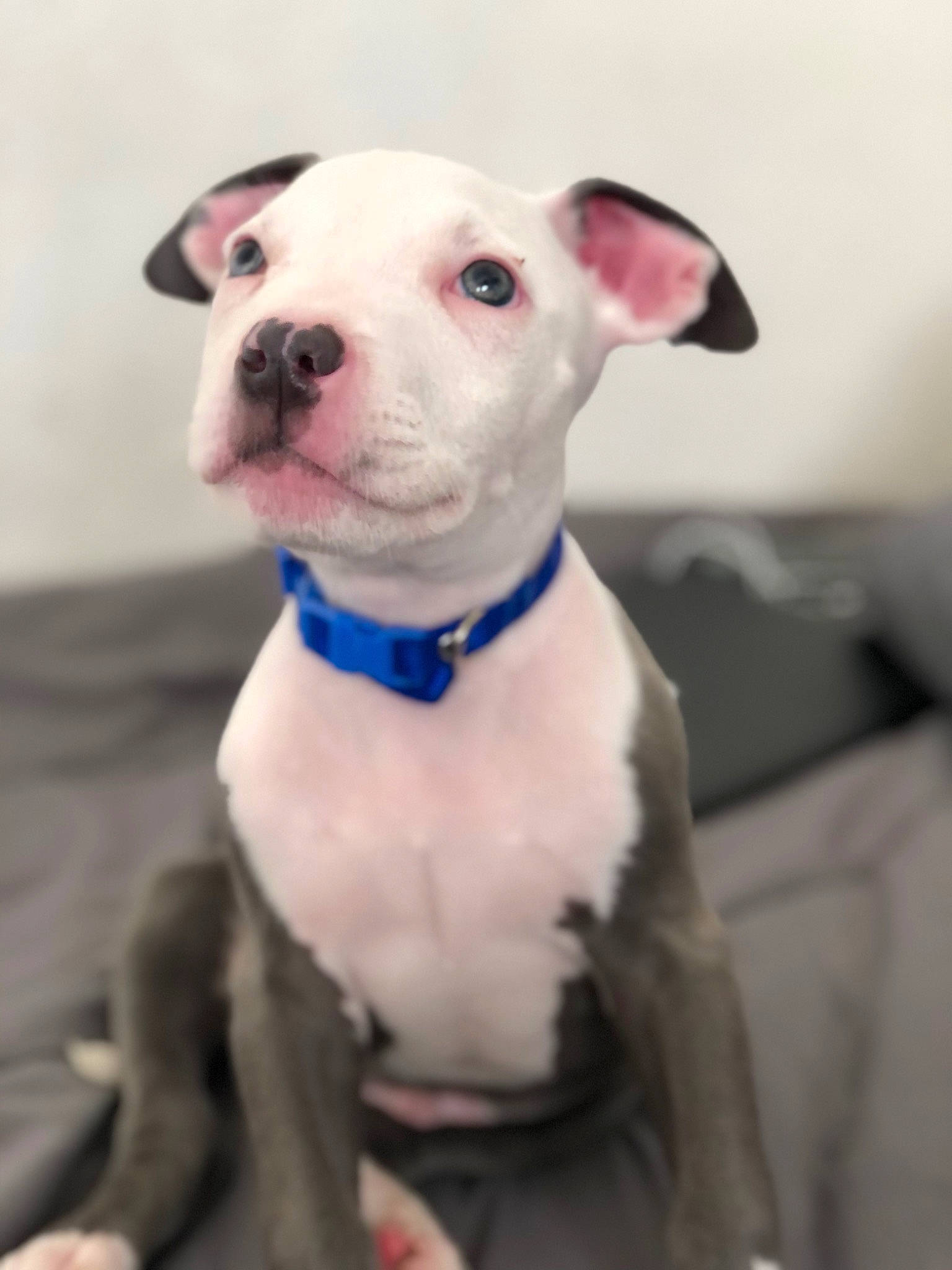 Poppa is registered to the contest to win money with this photo: bull_terrier, bull_terrier_miniature, canidae, carnivore, collar, companion_dog, dog, dog_breed, dog_collar, dog_supply, grey, neck, non_sporting_group, pet_supply, snout, sporting_group, terrestrial_animal, whiskers, working_animal, working_dog