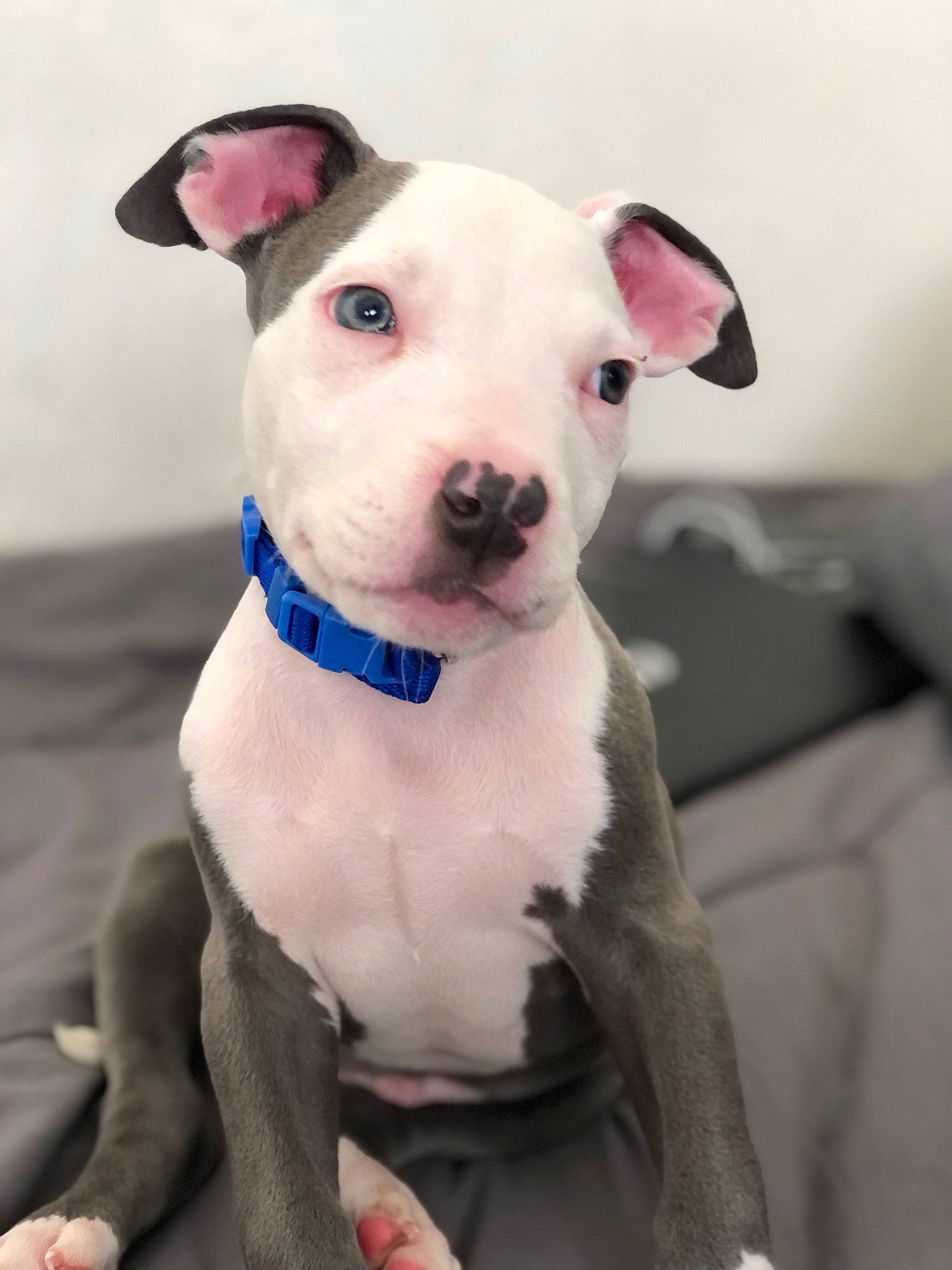 Poppa joined the competition — help win amazing prizes! bull_terrier, canidae, carnivore, collar, companion_dog, dog, dog_breed, dog_collar, dog_supply, grey, neck, non_sporting_group, pet_supply, pink, skin, snout, whiskers, white, working_animal, working_dog