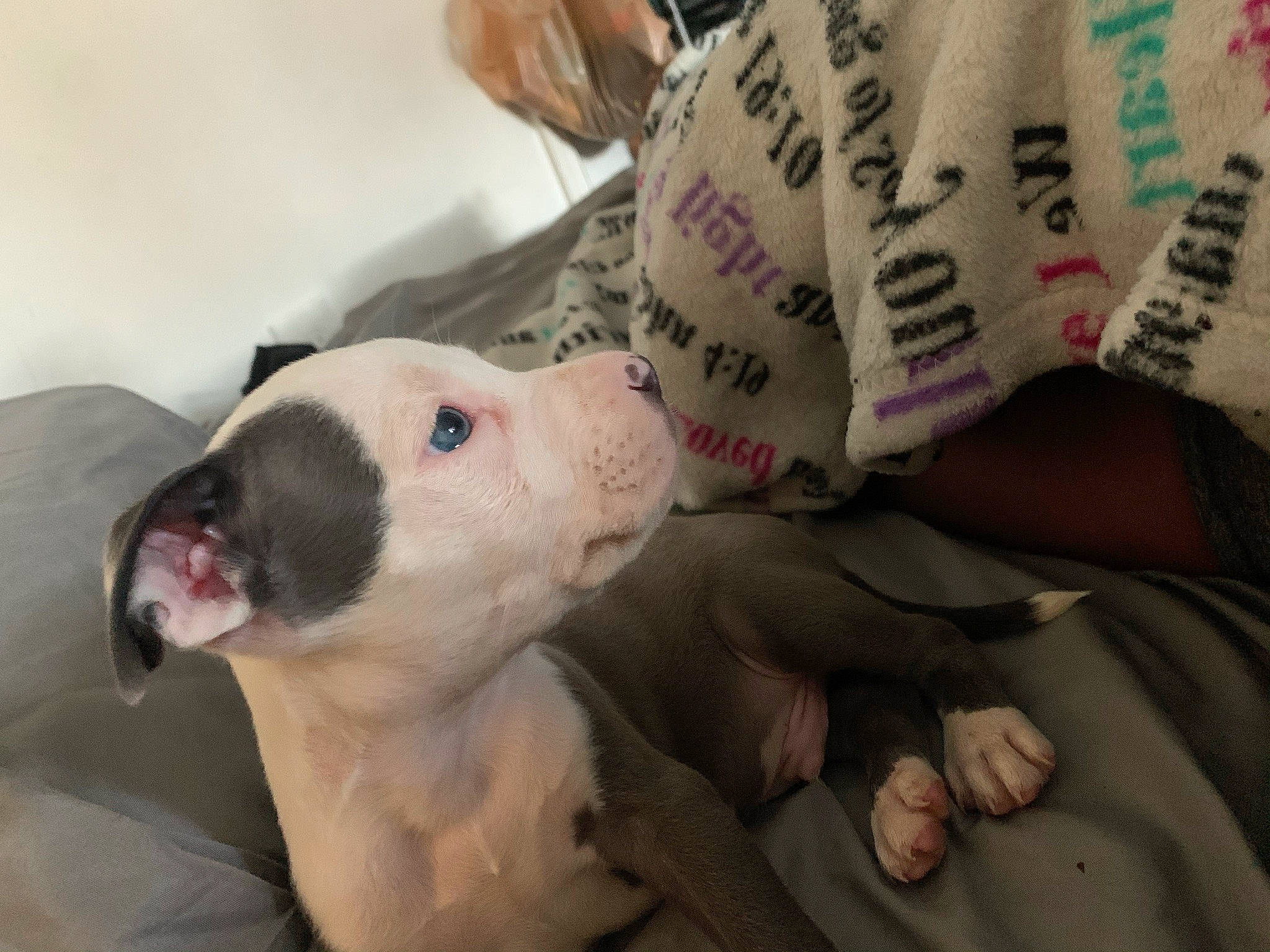 Poppa joined the competition — help win amazing prizes! bull_terrier, canidae, carnivore, comfort, companion_dog, dog, dog_breed, dogo_guatemalteco, foot, jaw, linens, nail, non_sporting_group, organ, pet_supply, skin, snout, sporting_group, whiskers, working_animal