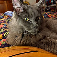 Yael participe au concours pour gagner de l'argent avec cette photo : animal, bedspread, cat, closeup, clothing, colorful, cozy, domestic, ears, eyes, fluffy_fur, furniture, gray_cat, indoor, mammal, pet, relaxed, resting, soft_fur, whiskers