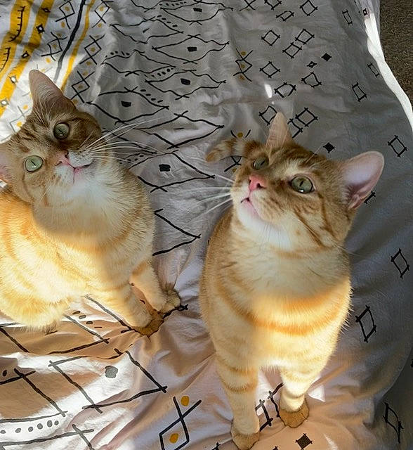 Berlioz participe au concours pour gagner de l'argent avec cette photo : carnivore, cat, claw, domestic_short_haired_cat, event, fawn, felidae, font, fur, gesture, mammal, pattern, paw, photo_caption, small_to_medium_sized_cats, snout, tail, vertebrate, whiskers