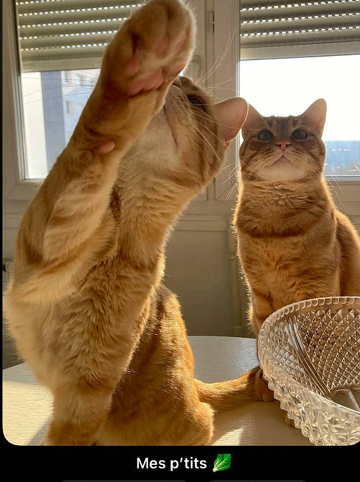 Berlioz a rejoint le concours — aidez-le/la à gagner de superbes lots ! carnivore, cat, claw, domestic_short_haired_cat, fawn, felidae, foot, fur, gesture, human_leg, nail, paw, small_to_medium_sized_cats, tail, thumb, toe, whiskers