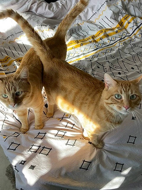 Berlioz participe au concours pour gagner de l'argent avec cette photo : carnivore, cat, domestic_short_haired_cat, fawn, felidae, fur, organism, photo_caption, plant, small_to_medium_sized_cats, snout, tail, terrestrial_animal, tree, twig, whiskers, wildlife, window, winter, wood