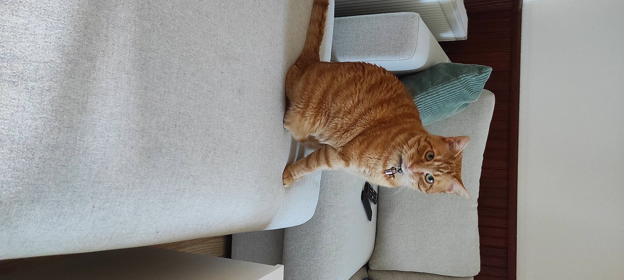 Loustic participe au concours pour gagner de l'argent avec cette photo : art, carnivore, cat, cat_supply, comfort, domestic_short_haired_cat, fawn, felidae, flooring, fur, hardwood, pet_supply, room, small_to_medium_sized_cats, tail, whiskers, window, wood, wood_flooring, wood_stain