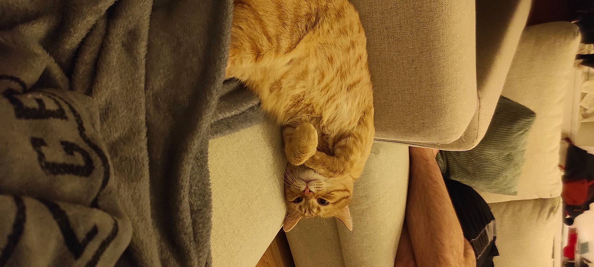 Loustic participe au concours pour gagner de l'argent avec cette photo : bag, beige, carnivore, cat, chair, claw, comfort, couch, fawn, felidae, fur, human_leg, linens, natural_material, room, sleeve, small_to_medium_sized_cats, tail, whiskers, wood