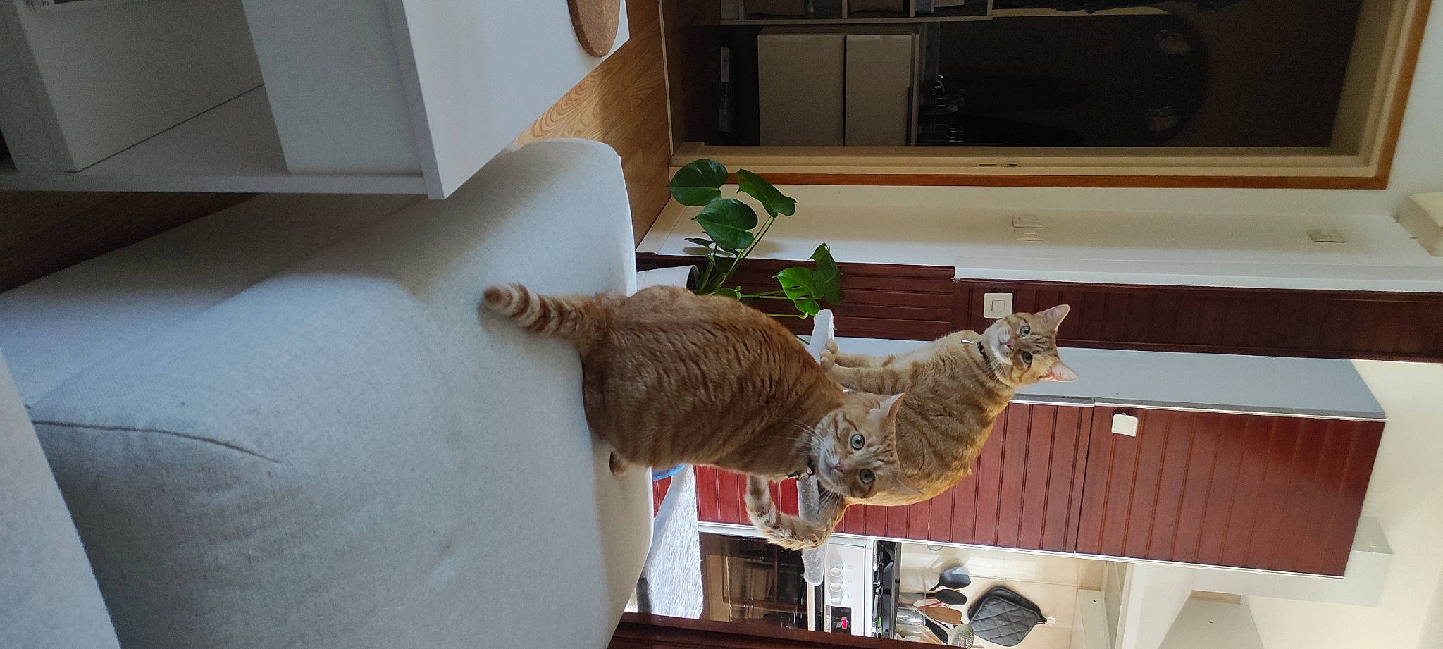 Loustic a rejoint le concours — aidez-le/la à gagner de superbes lots ! carnivore, cat, cat_supply, domestic_short_haired_cat, fawn, felidae, flooring, fur, hardwood, houseplant, pet_supply, plant, room, small_to_medium_sized_cats, tail, whiskers, window, wood