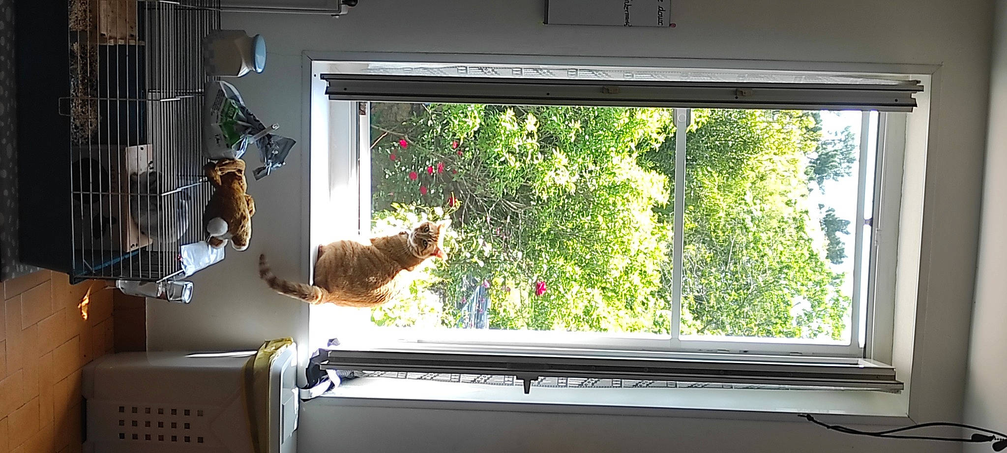 Loustic participe au concours pour gagner de l'argent avec cette photo : carnivore, cat, felidae, fixture, glass, house, interior_design, plant, room, sash_window, shade, small_to_medium_sized_cats, tints_and_shades, tree, vertebrate, window, window_blind, window_covering, window_treatment, wood