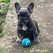 Ozzy is registered to the contest to win money with this photo: french_bulldog, puppy, dog, tennis_ball, concrete, path, grass, outdoor, pet, animal, cute, small_dog, sitting, ears_up, playful, nature, young_dog, front_view, walkway, fur