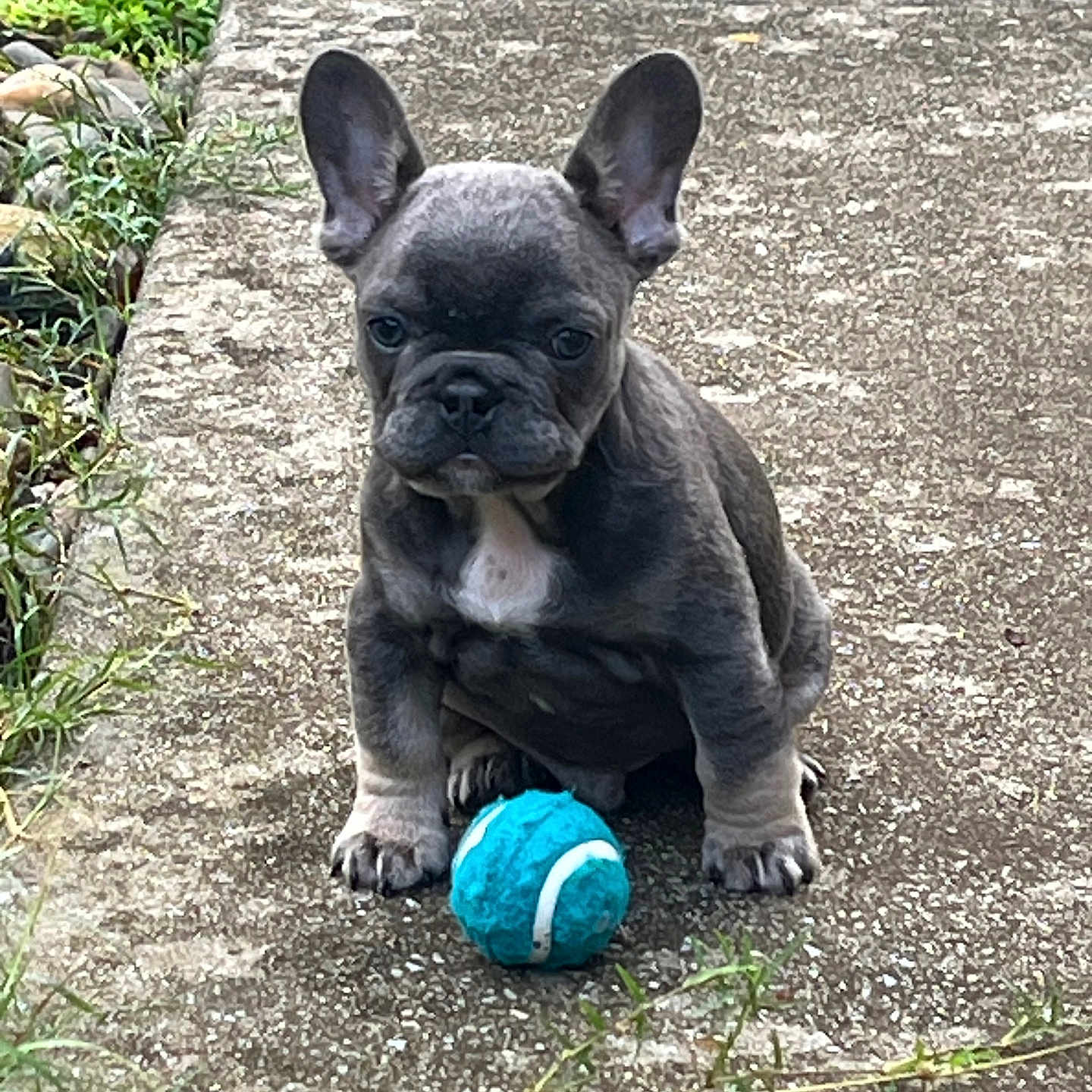 Ozzy is registered to the contest to win money with this photo: animal, concrete, cute, dog, ears_up, french_bulldog, front_view, fur, grass, nature, outdoor, path, pet, playful, puppy, sitting, small_dog, tennis_ball, walkway, young_dog