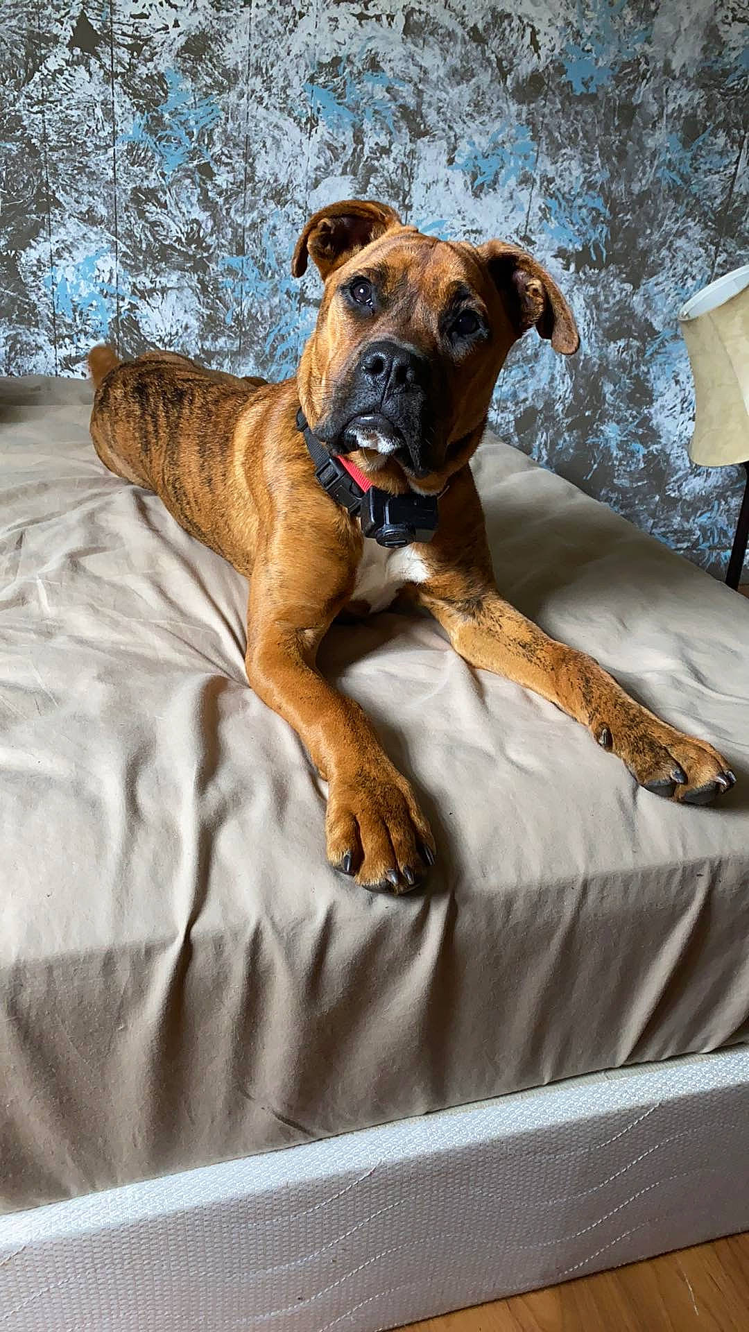 Chunk is registered to the contest to win money with this photo: alano_espanol, black_mouth_cur, boerboel, boxer, bullmastiff, canidae, carnivore, companion_dog, dog, dog_breed, fawn, furniture, mammal, perro_de_presa_mallorquin, snout, tosa, vertebrate