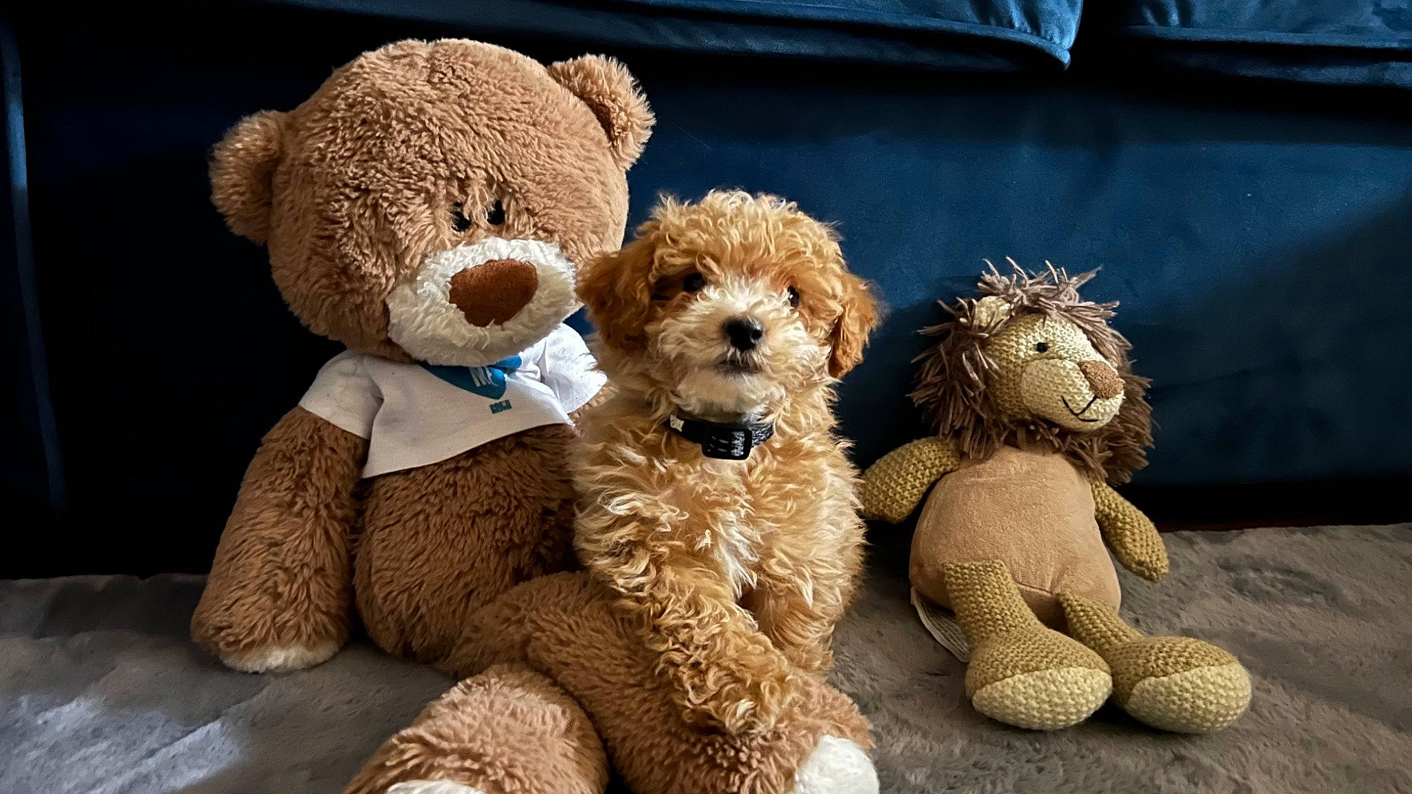 Viper is registered to the contest to win money with this photo: art, bear, companion_dog, fawn, fur, mammal, pattern, plush, snout, still_life_photography, stuffed_toy, sunglasses, teddy_bear, terrestrial_animal, toy