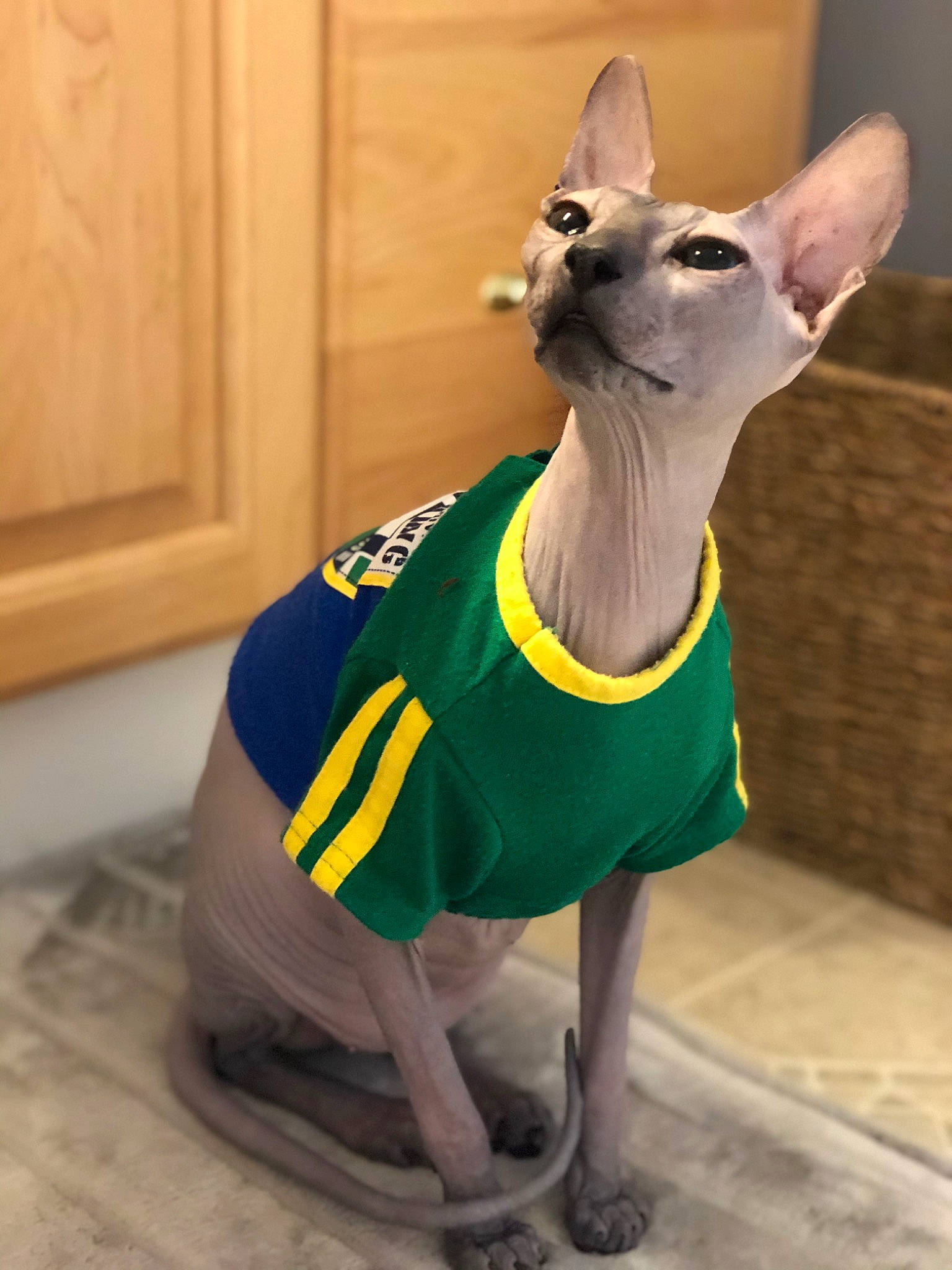 Shaggy is registered to the contest to win money with this photo: canidae, carnivore, companion_dog, cone, dog, dog_breed, dog_supply, electric_blue, event, fashion_accessory, fawn, fictional_character, party_hat, pet_supply, sculpture, snout, tail, terrestrial_animal, whiskers, working_animal