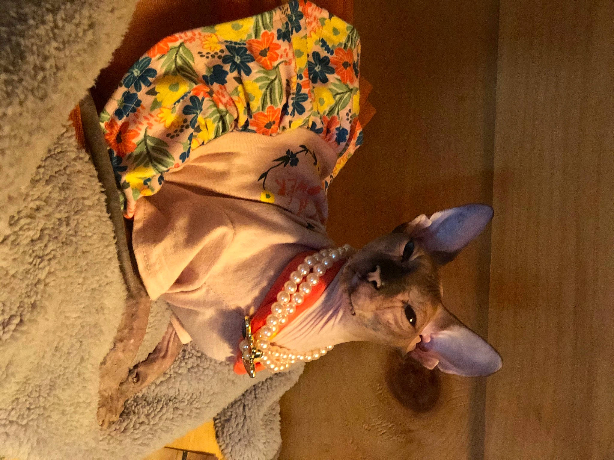 Princess Fluffy joined the competition — help win amazing prizes! carnivore, collar, costume, dog, dog_breed, dog_clothes, dog_collar, dog_supply, fashion_accessory, fawn, felidae, leash, non_sporting_group, rampur_greyhound, snout, sporting_group, terrestrial_animal, visual_arts, wood, working_animal
