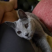 Elvis joined the competition — help win amazing prizes! cat, gray_cat, pet, animal, resting, couch, red_cushion, plant, indoor, relaxing, person_leg, black_shorts, whiskers, feline, closeup, fur, home, comfort, domestic, cute