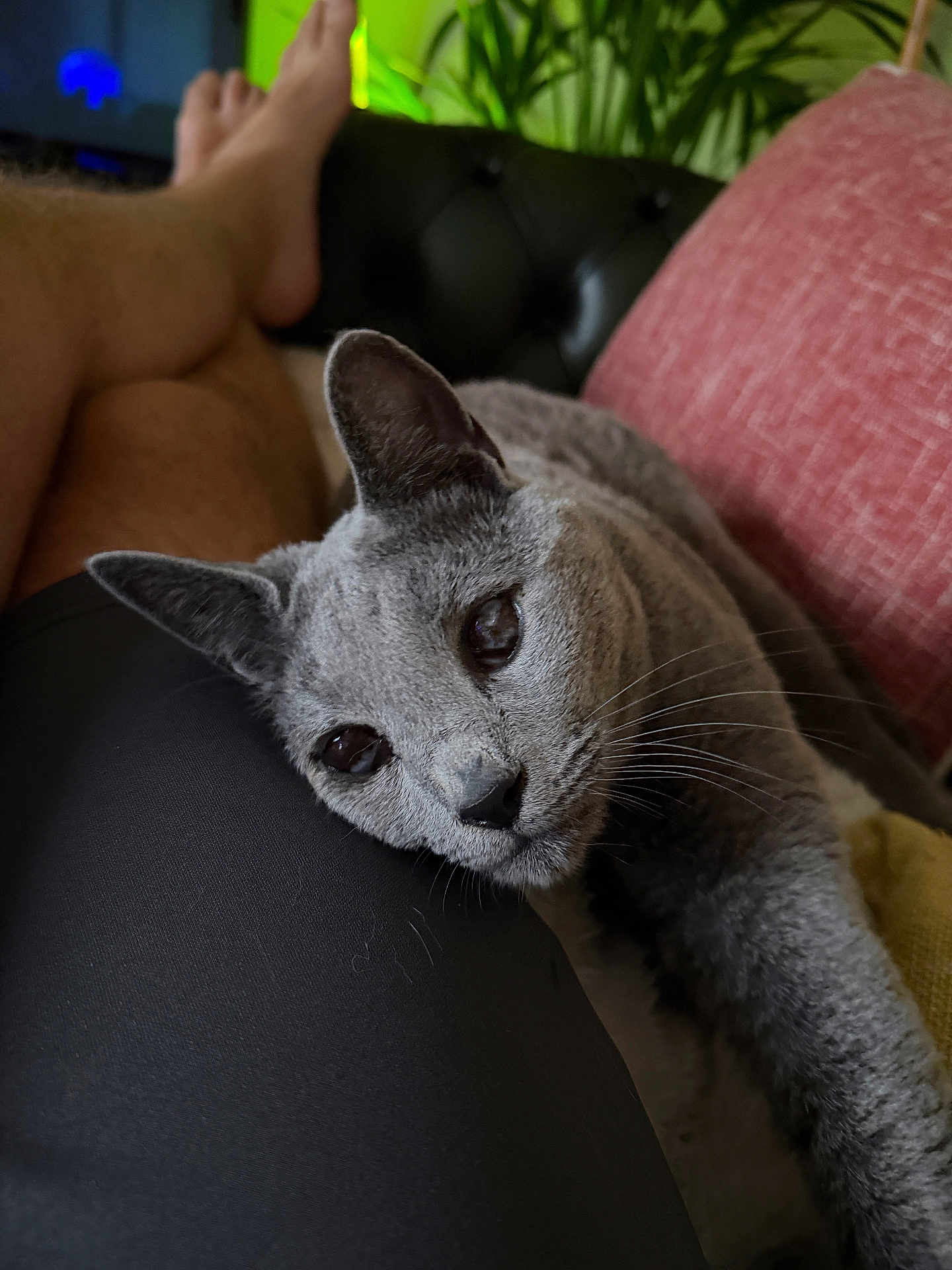 Elvis joined the competition — help win amazing prizes! cat, gray_cat, pet, animal, resting, couch, red_cushion, plant, indoor, relaxing, person_leg, black_shorts, whiskers, feline, closeup, fur, home, comfort, domestic, cute