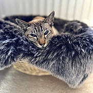 Gus is registered to the contest to win money with this photo: animal, blurred_background, cat, close_up, comfort, cozy, cute, domestic, feline, fur, furry_bed, home, indoor, peaceful, pet, relaxed, resting, sleepy, soft_texture, warm