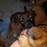 Aya a rejoint le concours — aidez-le/la à gagner de superbes lots ! puppy, dog, brown_fur, black_mask, playful, puppy_face, paw, hand, biting, teething, toy, rope_toy, blanket, carpet, crate, indoor, close_up, cute, young, pet