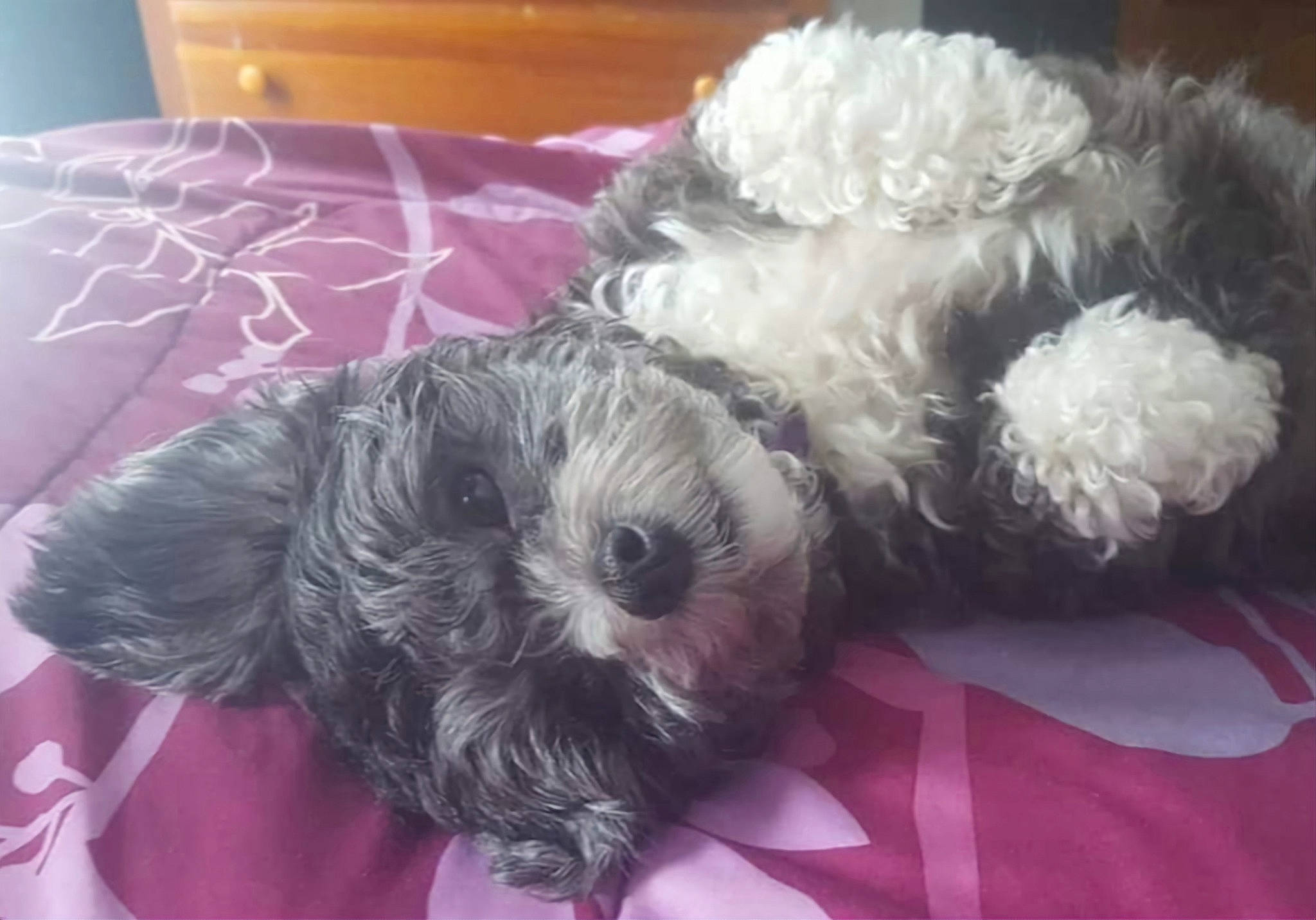 Charlee joined the competition — help win amazing prizes! canidae, carnivore, companion_dog, dog, dog_breed, dog_supply, fur, mal_shi, maltepoo, pet_supply, pink, shih_poo, small_terrier, snout, sporting_group, terrier, toy, toy_dog, working_animal, yorkipoo