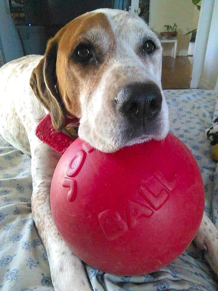 Cassie is registered to the contest to win money with this photo: ball, canidae, carnivore, collar, companion_dog, dog, dog_bed, dog_breed, dog_collar, dog_supply, fawn, hound, pet_supply, smile, snout, sporting_group, sports_toy, whiskers, working_animal
