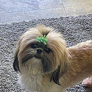 Baby is registered to the contest to win money with this photo: dog, small_dog, fluffy, bow, carpet, indoor, pet, cute, fur, animal, looking_up, brown, white, black, adorable, companion, standing, curious, friendly, home