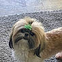 dog, small_dog, fluffy, bow, carpet, indoor, pet, cute, fur, animal, looking_up, brown, white, black, adorable, companion, standing, curious, friendly, home