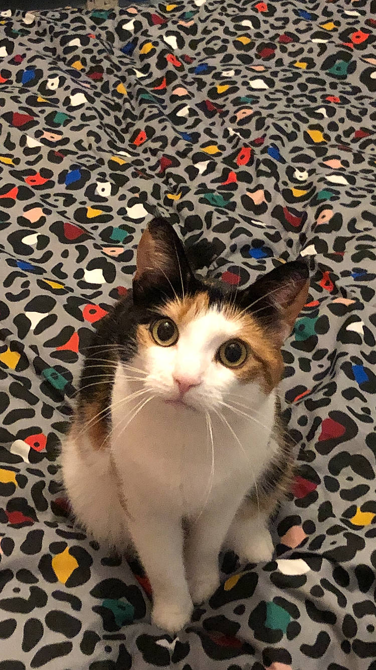 Shelby is registered to the contest to win money with this photo: carnivore, cat, felidae, fur, pattern, small_to_medium_sized_cats, snout, tail, vertebrate, whiskers