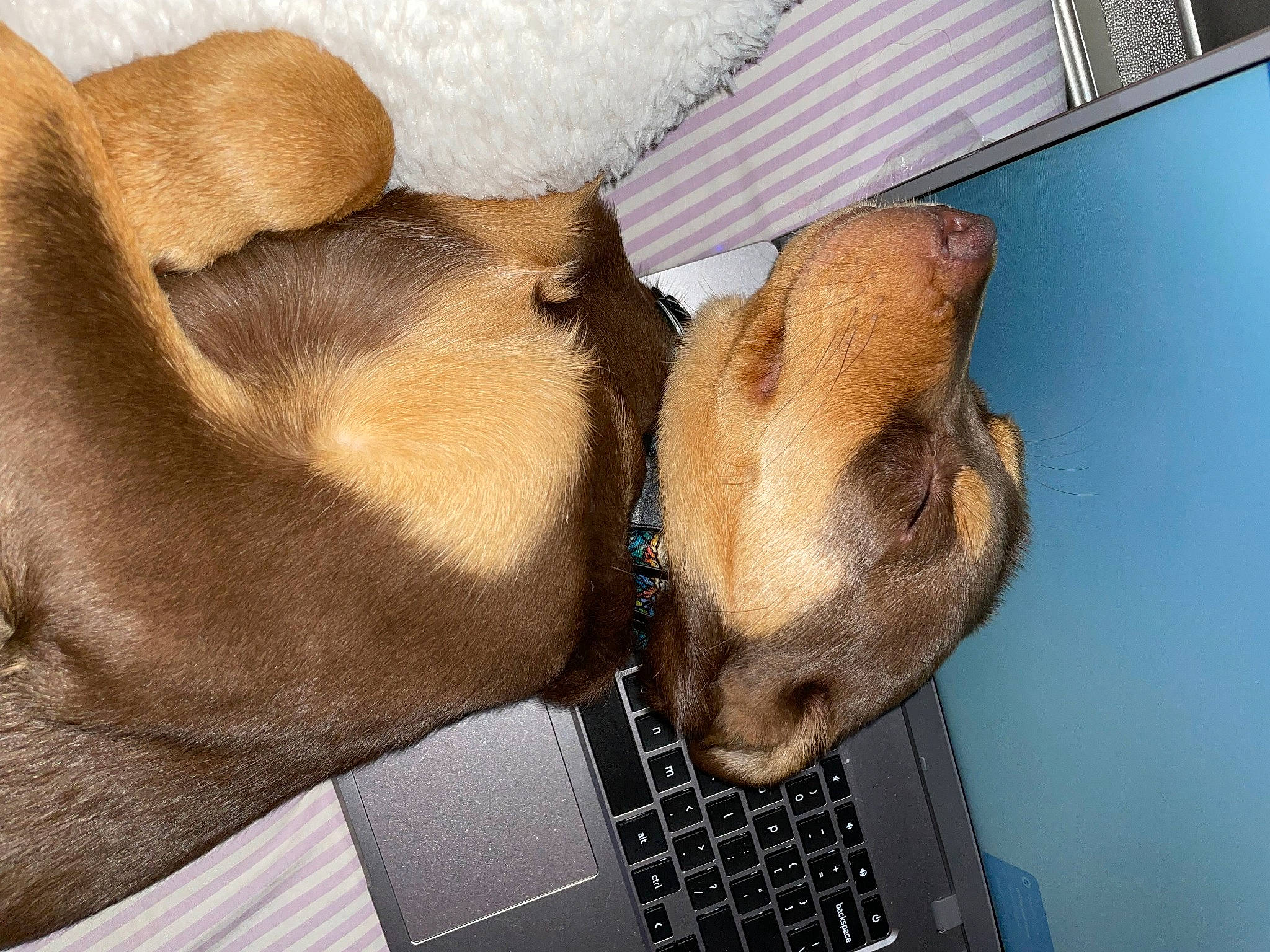 Ollie is registered to the contest to win money with this photo: carnivore, comfort, companion_dog, computer, dog, dog_breed, fawn, foot, fur, gesture, input_device, laptop, liver, paw, personal_computer, snout, space_bar, sporting_group, whiskers, working_animal