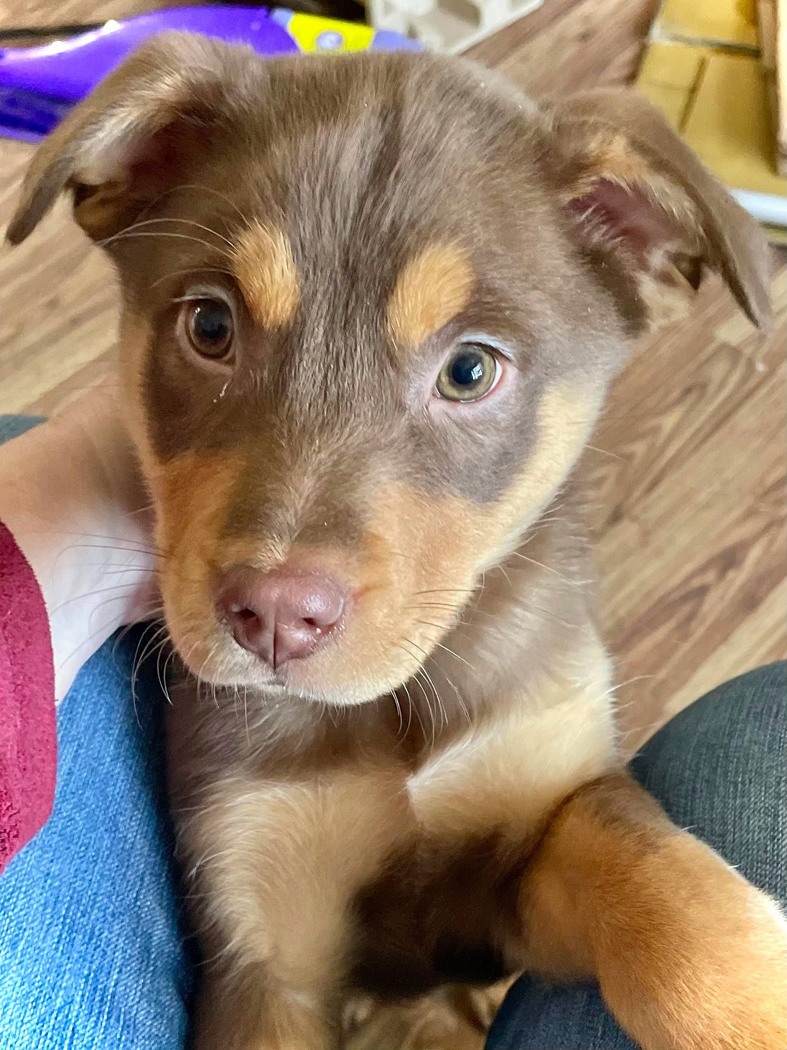 Ollie joined the competition — help win amazing prizes! canidae, carnivore, companion_dog, dog, dog_breed, ear, fawn, fur, guard_dog, liver, snout, sporting_group, street_dog, toy_dog, whiskers, working_animal