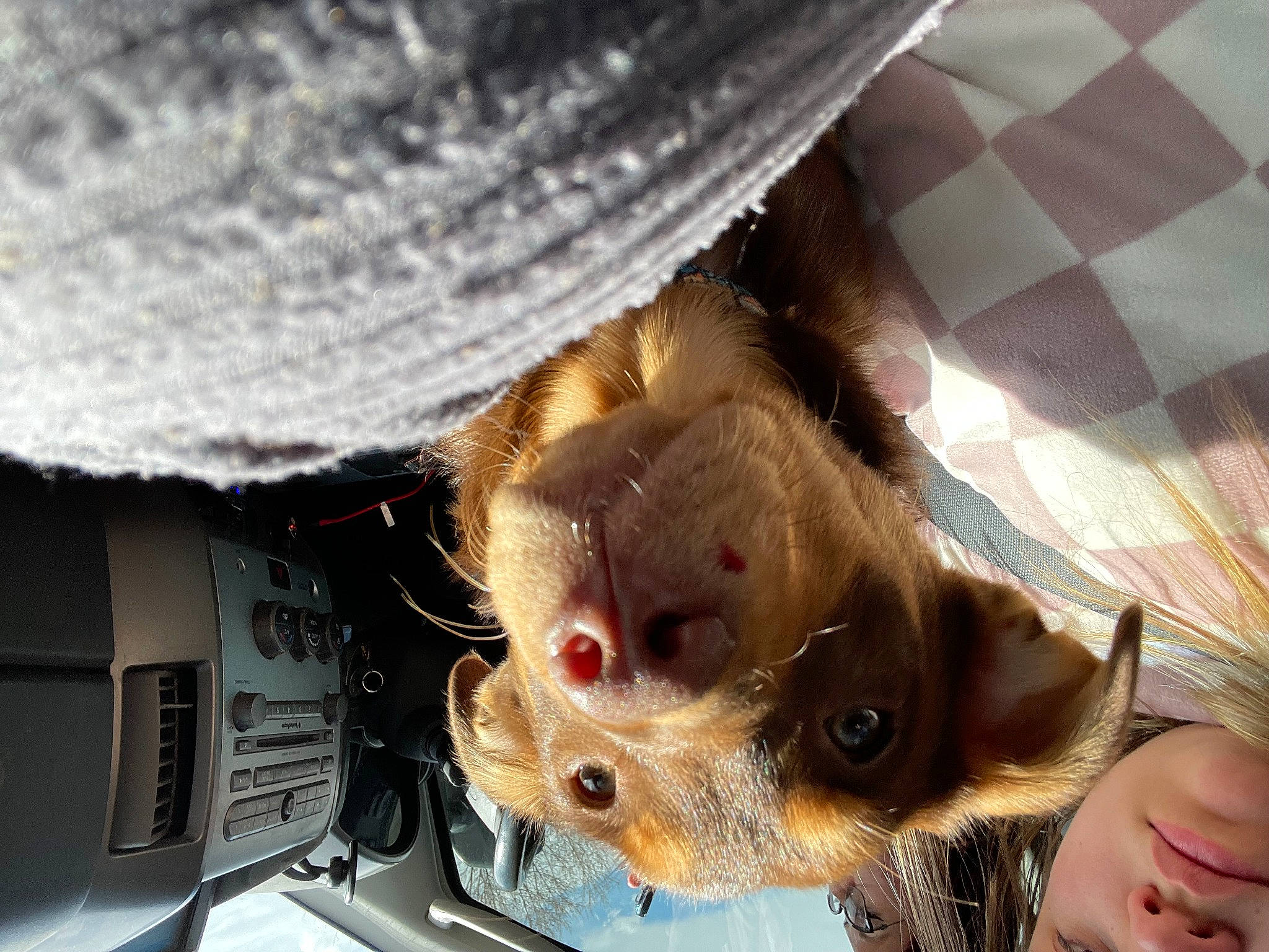 Ollie joined the competition — help win amazing prizes! canidae, carnivore, claw, companion_dog, dog_breed, domestic_short_haired_cat, eyewear, fawn, felidae, fur, paw, small_to_medium_sized_cats, snout, sporting_group, sunglasses, textile, tree, whiskers