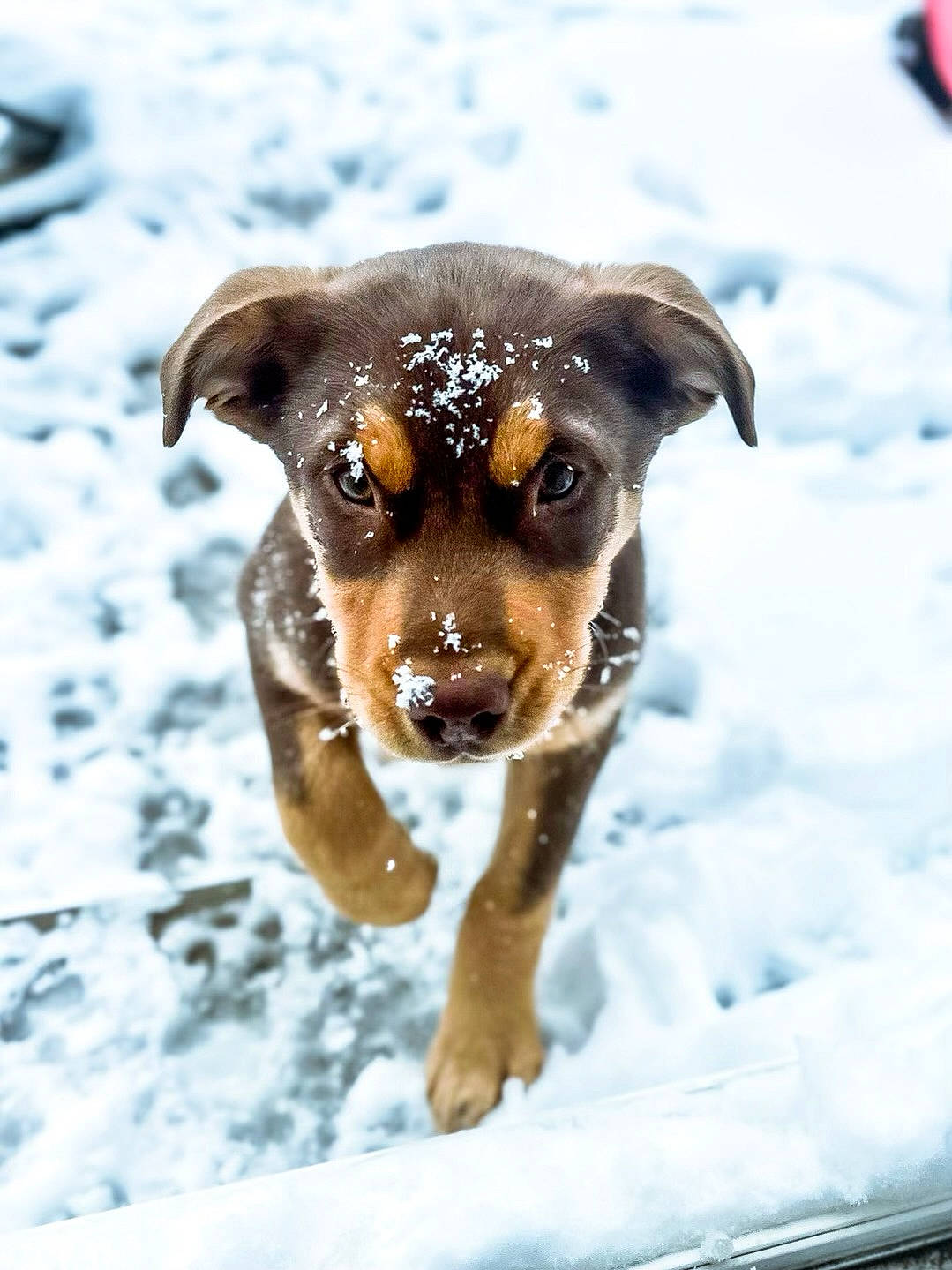 Ollue joined the competition — help win amazing prizes! canidae, carnivore, collar, companion_dog, dog, dog_breed, fawn, freezing, guard_dog, hunting_dog, pet_supply, precipitation, puppy, snout, snow, sporting_group, whiskers, winter, working_animal, working_dog
