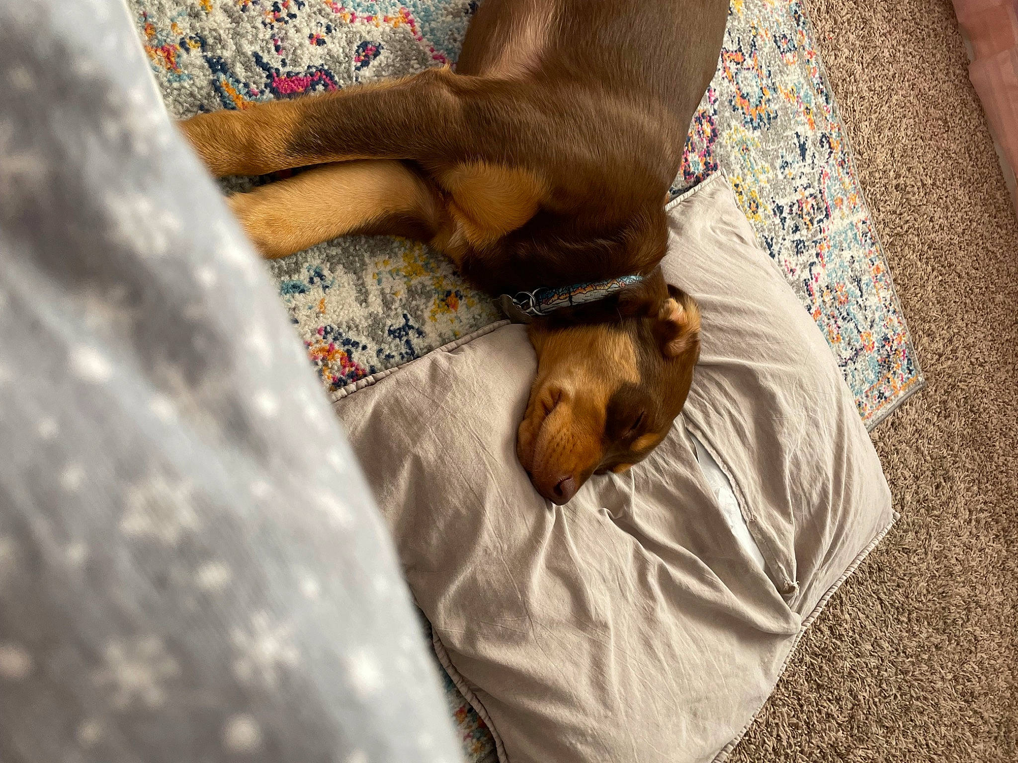 Ollue joined the competition — help win amazing prizes! bedding, canidae, carnivore, comfort, companion_dog, couch, dog, dog_breed, elbow, fawn, felidae, flooring, fur, human_body, human_leg, linens, nap, sleep, sporting_group, wood