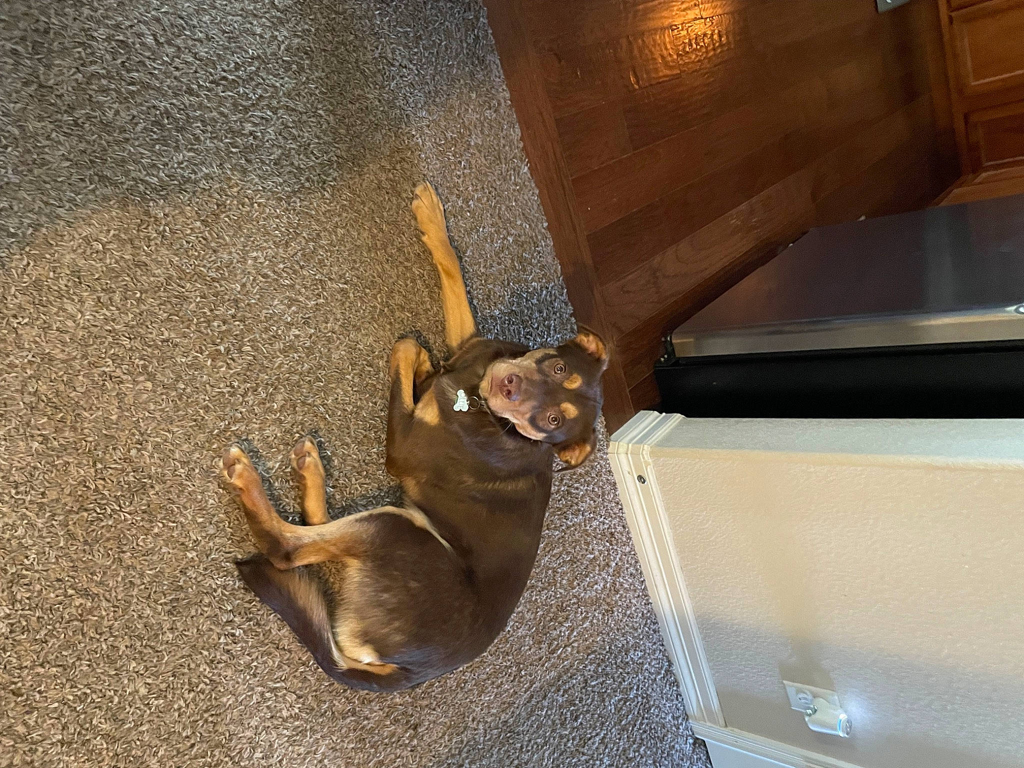 Ollue joined the competition — help win amazing prizes! canidae, carnivore, ceiling, dog, dog_breed, fawn, felidae, floor, flooring, hardwood, metal, pet_supply, shadow, snout, sporting_group, tail, terrestrial_animal, wildlife, wood, working_animal