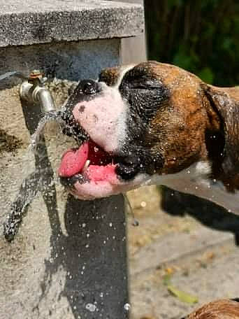 Apache participe au concours pour gagner de l'argent avec cette photo : american_bulldog, american_staffordshire_terrier, australian_bulldog, boxer, bully_kutta, canidae, carnivore, dog, dog_breed, fawn, mammal, non_sporting_group, olde_english_bulldogge, perro_de_presa_canario, pit_bull, rare_breed_dog, snout, sporting_group, valley_bulldog, vertebrate