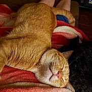 Bigboy is registered to the contest to win money with this photo: cat, ginger_cat, orange_cat, sleeping, cozy, blanket, indoor, living_room, pet, whiskers, orange_fur, close_up, relaxation, couch, human_legs, nap, soft_texture, fur, resting, cute