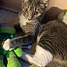 Violet joined the competition — help win amazing prizes! cat, tabby_cat, yellow_eyes, plush_toy, green_toy, purple_toy, floor, wooden_floor, indoor, pet, whiskers, paw, playful, curious, animal, feline, shadow, cozy, resting, toy