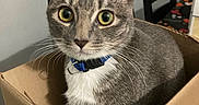 Violet joined the competition — help win amazing prizes! cat, tabby_cat, gray_cat, blue_collar, cardboard_box, indoor, pet, whiskers, curious, wide_eyes, feline, domestic_animal, household, kitchen, dining_chair, table, barcode, close_up, fur, cute