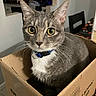 cat, tabby_cat, gray_cat, blue_collar, cardboard_box, indoor, pet, whiskers, curious, wide_eyes, feline, domestic_animal, household, kitchen, dining_chair, table, barcode, close_up, fur, cute