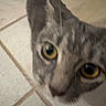 Violet joined the competition — help win amazing prizes! cat, close_up, yellow_eyes, ears, curious, pet, animal, feline, indoor, tile_floor, whiskers, face, looking, blurred, domestic, cute, fur, eye, nose, muzzle