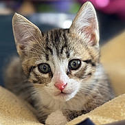 Harry a rejoint le concours — aidez-le/la à gagner de superbes lots ! kitten, cat, tabby, close_up, pet, animal, feline, cute, young, fur, whiskers, ears, pink_nose, indoors, blanket, cozy, portrait, curious, soft, domestic_animal