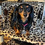 dog, dachshund, pet, animal, leopard_print, cat_tree, collar, tag, black_and_tan, fur, ears, eyes, nose, paw, indoor, sitting, looking, cute, small_dog, furniture