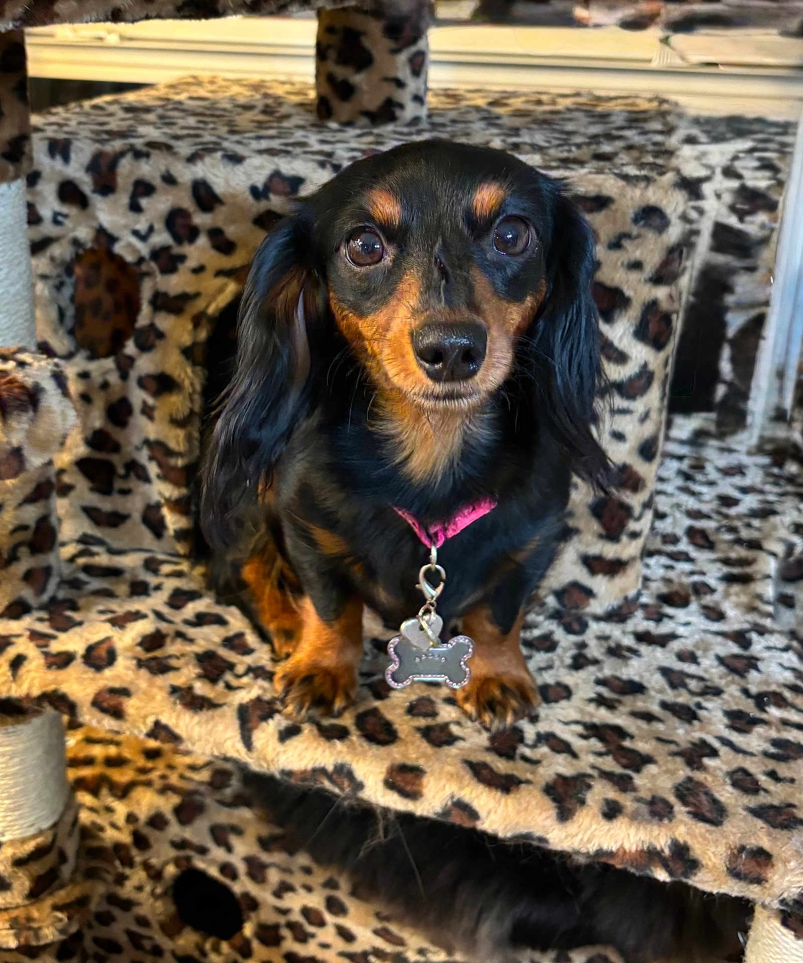 Jenny is registered to the contest to win money with this photo: dog, dachshund, pet, animal, leopard_print, cat_tree, collar, tag, black_and_tan, fur, ears, eyes, nose, paw, indoor, sitting, looking, cute, small_dog, furniture